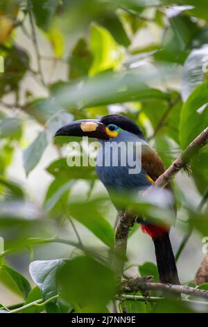 Ecuador, Valle di Tandayapa, Riserva di Alambi. Toucan di montagna con fatturazione a piastra (Andigena laminirostris). Foto Stock