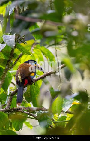 Ecuador, Valle di Tandayapa, Riserva di Alambi. Toucan di montagna con fatturazione a piastra (Andigena laminirostris) vista posteriore. Foto Stock