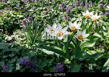 Tulipa kaufmanniana sui prati nel Giardino Apotecario Foto Stock