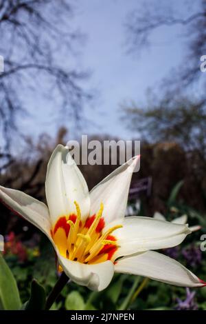 Tulipa kaufmanniana sui prati nel Giardino Apotecario Foto Stock