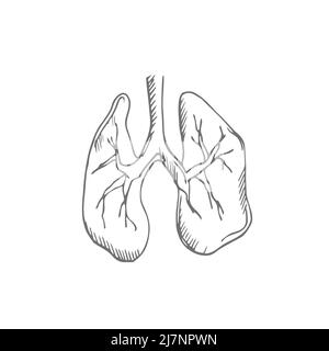 Illustrazione dei polmoni. Vettore disegnato a mano dell'apparato respiratorio. Elemento di noodle a contorno nero dell'organo umano Illustrazione Vettoriale