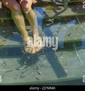 Peeling piedi pesce. Cura cosmetica del piede con l'aiuto dei pesci che fanno esfoliazione del piede. Lago termale Vouliagmeni, Atene, Attica Foto Stock