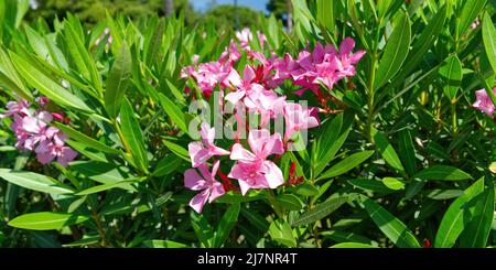 Fiori rosa di oleandro che fioriscono insieme in Grecia, Atene Foto Stock