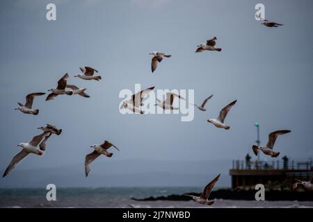 Morecambe Lancashire, Regno Unito. 10th maggio 2022. Un gregge di gabbiani davanti a trafalgar Piont alla fine del Jetty pietra in Morcambe credito: PN News/Alamy Live News Foto Stock