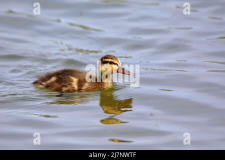 Mallard (Anas platyrhynchos) anatra sull'acqua Foto Stock