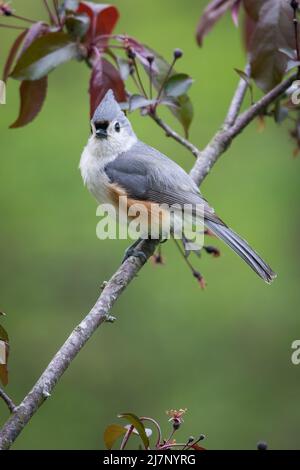Titmouse con zappetta seduto su un ramo di mela granchio di fronte a sfondo verde Foto Stock