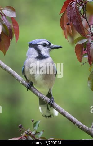 Blue Jay seduto su un rametto di mela granchio con sfondo verde Foto Stock