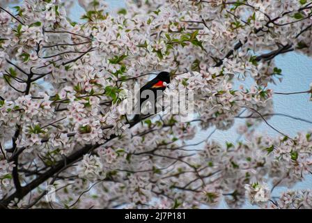 Primo piano su un uccello nero alare rosso arroccato su un albero con fiori bianchi e rosa, scena modificata per lo stile di pittura a olio di cassa. Foto Stock