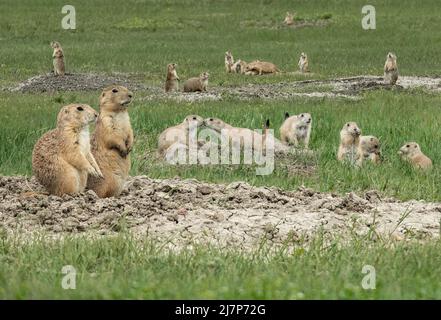 Una grande famiglia di cani da prateria nel Badlands National Park Foto Stock