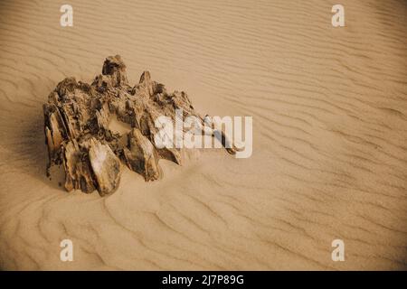 Antiche radici e alberi su una spiaggia selvaggia Foto Stock