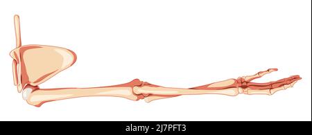 Braccio dell'arto superiore con cintura a bandoliera scheletro schiena umana Vista posteriore dorsale. Set di mani anatomicamente corrette, clavicola, scapola realistico piatto di colore naturale concetto Vector Illustration isolato Illustrazione Vettoriale