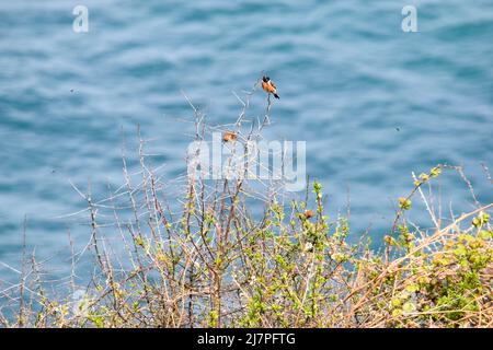 Vault Beach 290422 Foto Stock