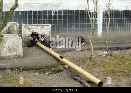 Gattini vaganti mangiano cibo. Un sacco di gatti vicino casa. Gli animali vengono abbandonati per strada. Foto Stock