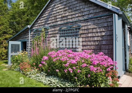 Vecchio circa 1830 cedro legno scandole rivestito capannone di stoccaggio bordered con fiori viola flox in giardino paesaggistico. Foto Stock