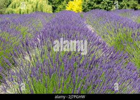 Campo di lavanda viola con le api a Sequim, WA Foto Stock