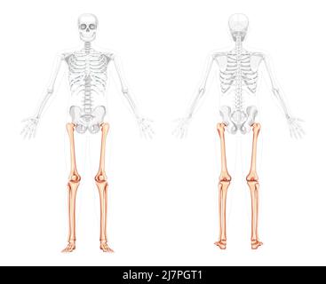 Scheletro cosce e gambe arto inferiore Vista posteriore anteriore umana con due braccia pose con ossa parzialmente trasparenti. Fibula, tibia, piede realistico disegno vettoriale piatto anatomia isolata su sfondo bianco Illustrazione Vettoriale