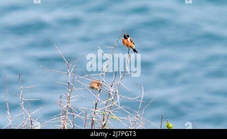 Vault Beach 290422 Foto Stock