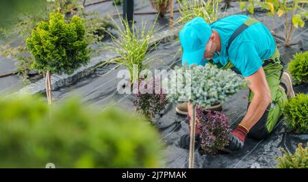 Caucasico professionista paesaggistico lavoratore nel suo 40s piantando nuovi alberi decorativi all'interno di recentemente sviluppato giardino residenziale Foto Stock