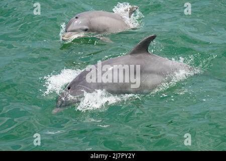 Un paio di Delfini Bottlenose comuni - Tursiops truncatus - nuotare al largo della costa della Virginia Foto Stock