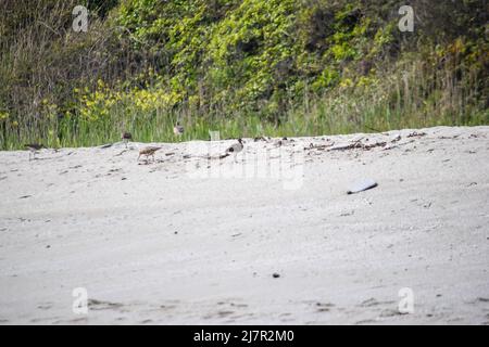 Vault Beach 290422 Foto Stock