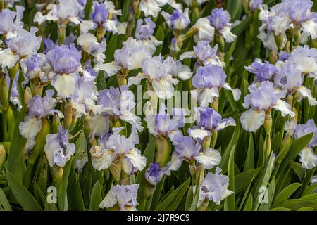 Gruppo di fiori blu pallido Iris Cannington Skies in primavera Foto Stock