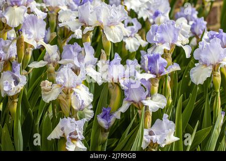 Massa di fiori blu pallido Iris Cannington Skies in primavera Foto Stock