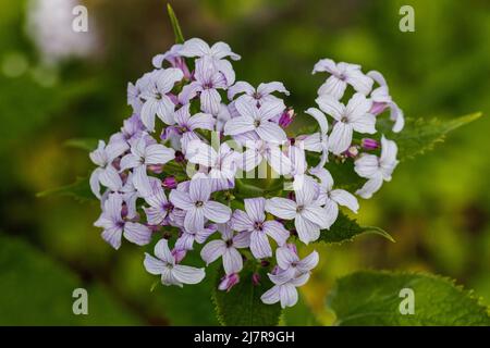 Primo piano di rosa pallido Lunaria rediviva fiore in primavera Foto Stock