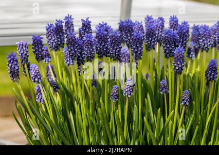 Massa di Muscari armeniacum occhi scuri fiori in primavera Foto Stock