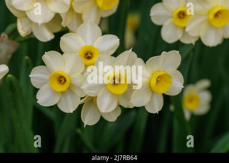 Un gruppo di fiori di Narciso giallo pallido Minnow in primavera Foto Stock