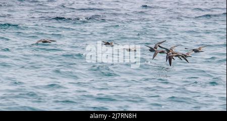 Vault Beach 290422 Foto Stock