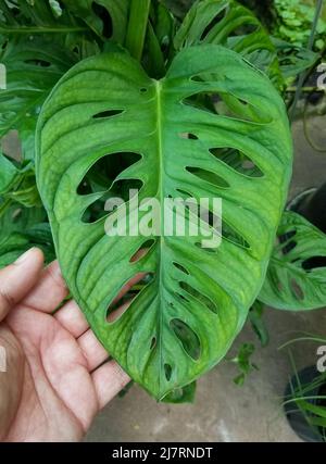 Una foglia verde grande e matura di Monstera Adansonii, una rara pianta domestica Foto Stock