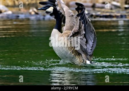 A Canada Goose, Branta canadensis, che sfaldano le sue ali in un laghetto d'acqua nella campagna Alberta Canada Foto Stock