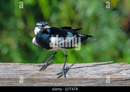 Maschio Peewee Grallina cyanoleuca, alias Magpie-lark. Foto Stock