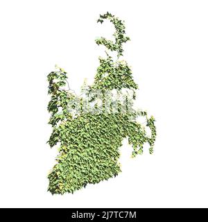 Illustrazione 3D arrampicata piante creepers isolato su sfondo bianco Foto Stock