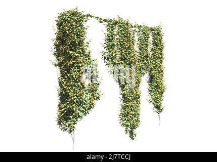 Illustrazione 3D arrampicata piante creepers isolato su sfondo bianco Foto Stock