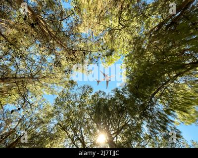 Aeroplano che vola al di sopra della foresta, vista dal basso Foto Stock