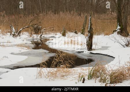 Paesaggio invernale del fiume Lesna ghiacciato in giornata nuvolosa con canne secche sullo sfondo, Podlasie Voivodeship, Polonia, Europa Foto Stock