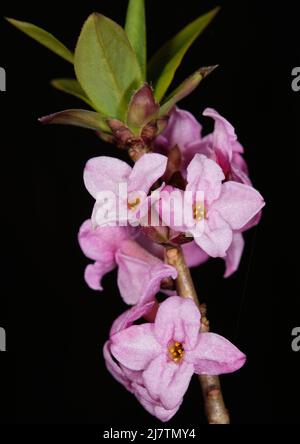 Mezereon fiorito (Daphne Mezereum) in primo piano in primavera, Bialowieza Foresta, Polonia, Europa Foto Stock