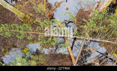 Swapy Forest stand vista dall'alto con abeto rotto adagiato sull'acqua, Bialowieza Forest, Polonia, Europa Foto Stock