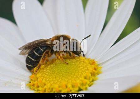 Primo piano su un'ape fresca emersa femmina del solco a zampe arancioni, Halictus rubicundus su un fiore bianco nel giardino Foto Stock