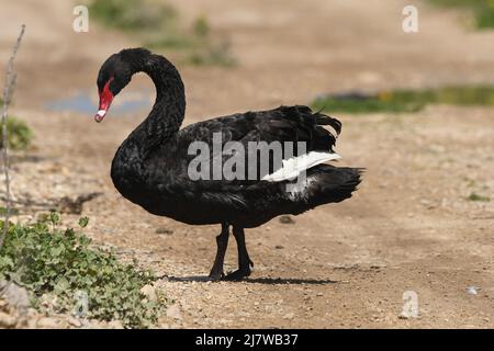 il cigno nero cammina Foto Stock