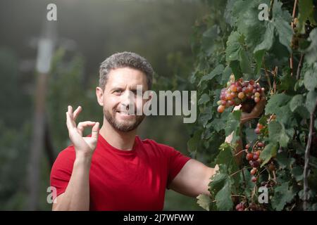 Viticoltore che taglia le uve. Uomo che pota le viti. Uomo che raccoglie uve da vino rosso sulla vite in vigna. Raccolto di vite. Gesto OK. Foto Stock