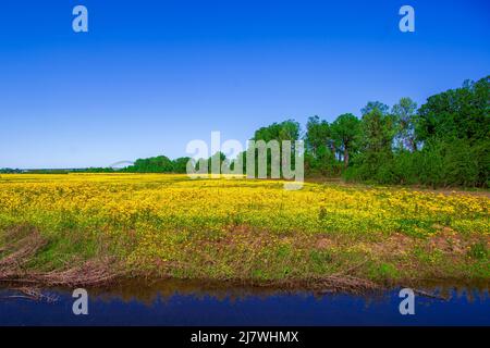 Il ponte Hernando de Soto a West Memphis, Arkansas, attraversa il fiume Mississippi fino a Memphis, Tennessee. Con e campo aperto di fiori gialli e t Foto Stock