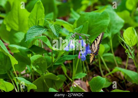 Farfalla Monarch su un Virginia Bluebell Foto Stock