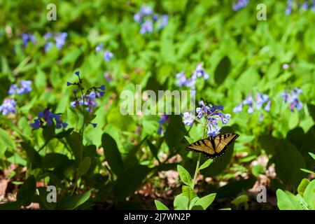 Farfalla Monarch su un Virginia Bluebell Foto Stock