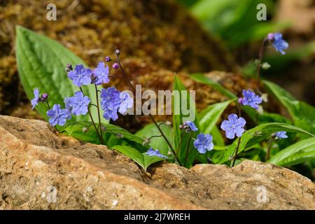 Cappadoca di Omphalodes 'Cherry Ingram', navelwort 'Cherry Ingram'. Pianta di fioritura blu che cresce in una rockery Foto Stock