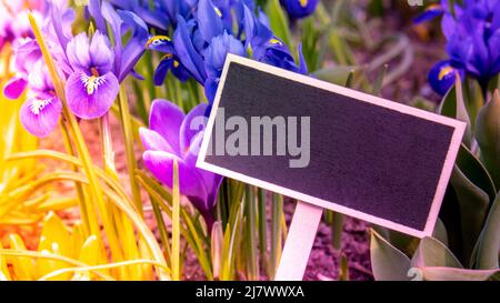 Modello mockup vuoto etichetta Blackboard contro i colori luminosi primavera croci primo piano. Fiori blu Iris versicolor splendidamente fioritura nel gard Foto Stock