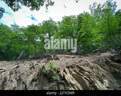 Vista ad angolo basso della roccia sotto alberi verdi decidui di una foresta di faggi lungo un percorso escursionistico a Nationalpark Eifel in Germania Foto Stock