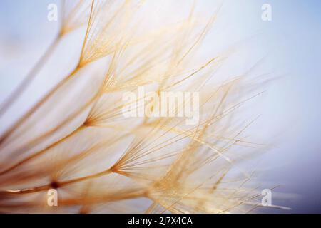 Astratto dente di leone sfondo fiore. Primo piano macro seme. Messa a fuoco soft. Stile vintage. Foto Stock