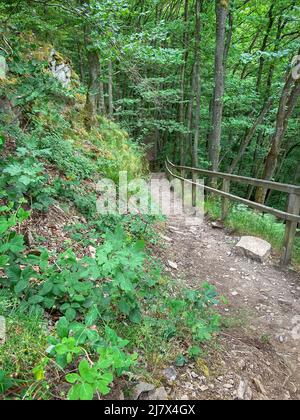 Sentiero escursionistico a Nationalpark Eifel in Germania con ringhiera in legno Foto Stock